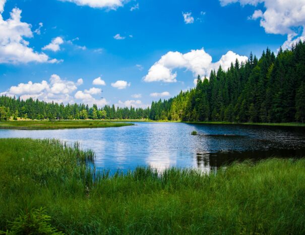 Beautiful landscape of a tranquil lake surrounded by dense green forest under a clear blue sky.